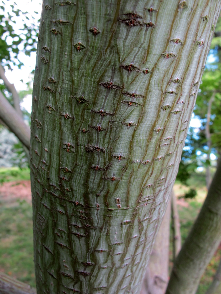 Smooth light-olive bark with small tears & longitudinal ridges.