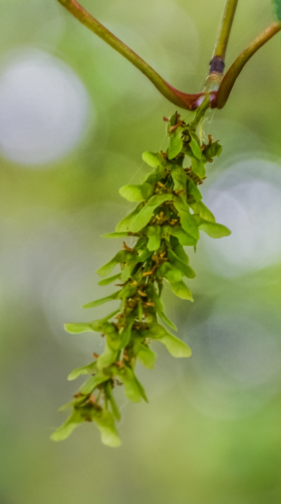 Acer capillipes