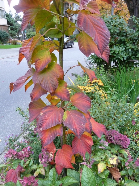 Acer capillipes