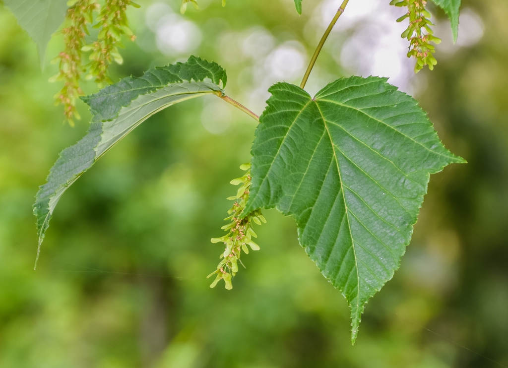 Acer capillipes flowers and leaves