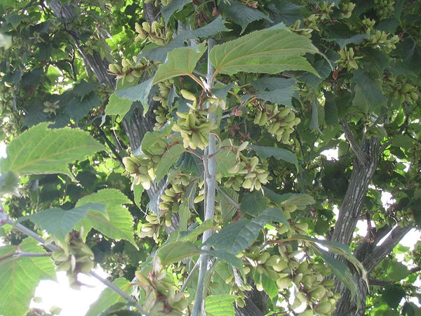 Acer capillipes