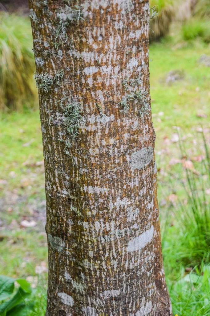 Longitudinally mottled white & light brown smooth bark