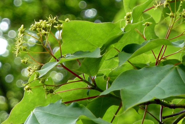 Corymbs of yellowish-green flowers at the stem tips.