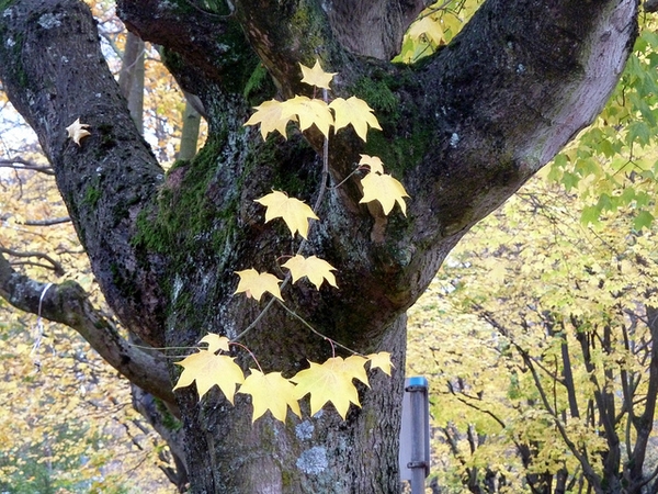 Palmately lobed yellow leaves in fall & moss covered bark.