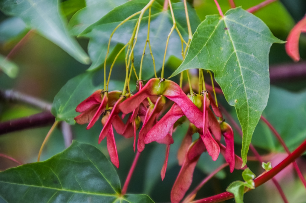 Closeup of a bunch of bright red winged samaras