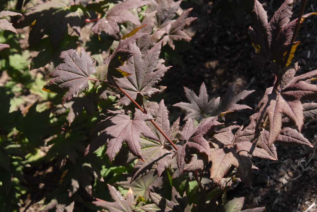 Burgundy/brown cordate opposite leaves with 7 lobes.