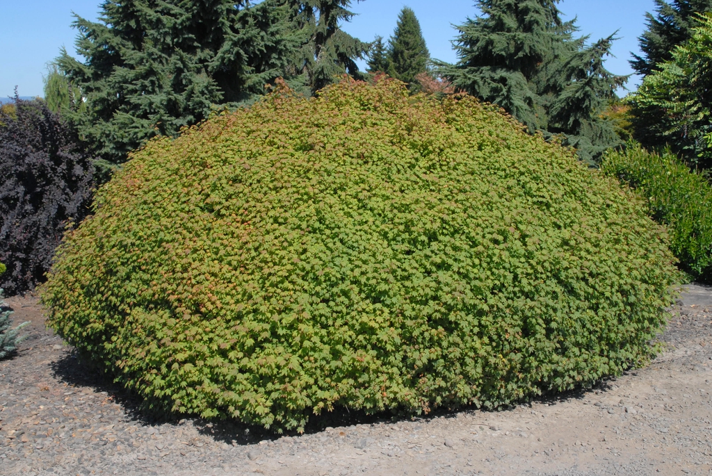 Dense mounded habit of a large shrub.