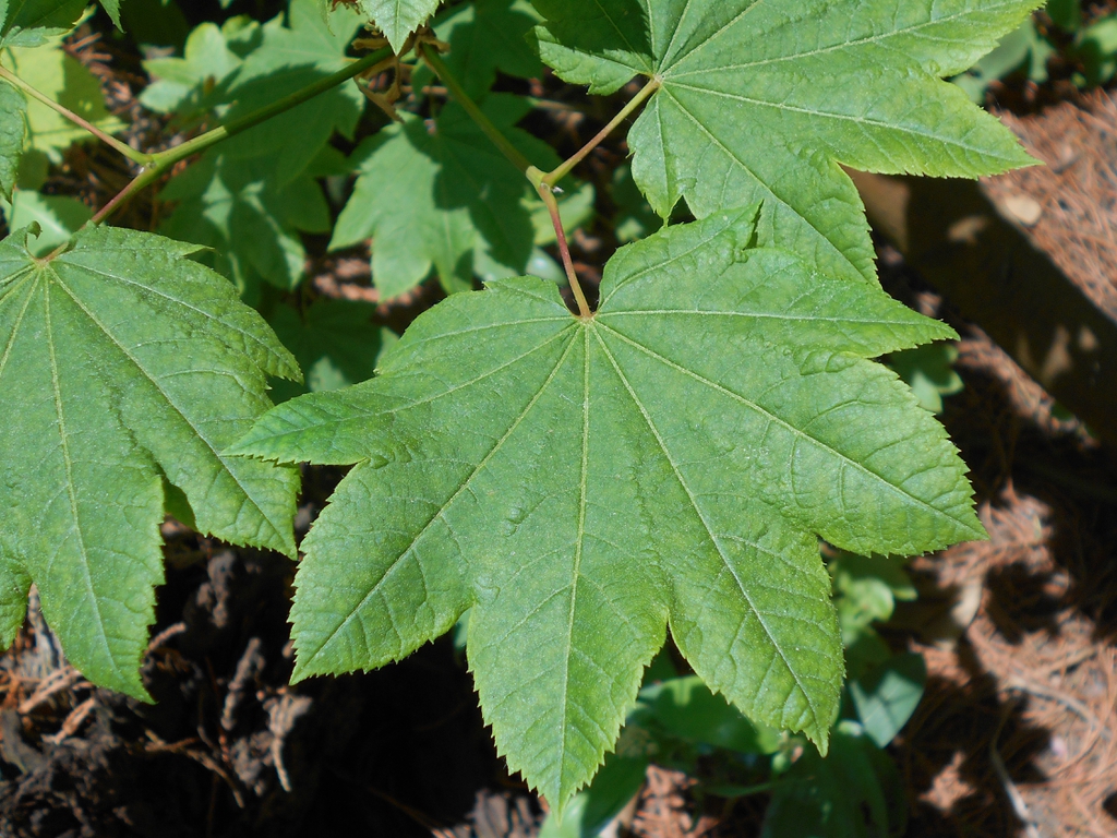 Closeup of emerald, green cordate opposite leaves with 7 lobes.