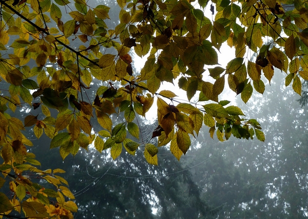 Fall color