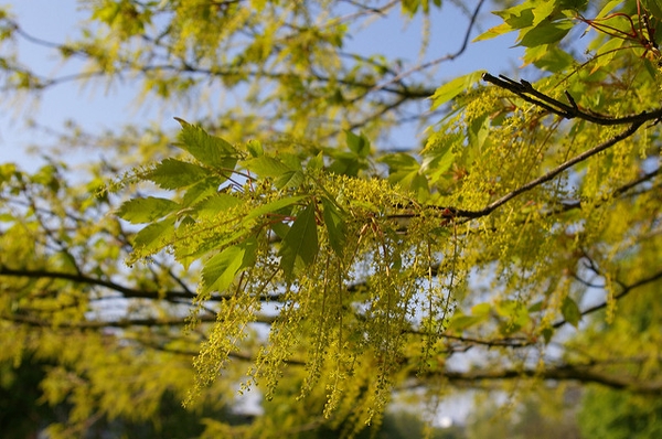 Bunches of green/yellow pendulous flowers at the stem tips