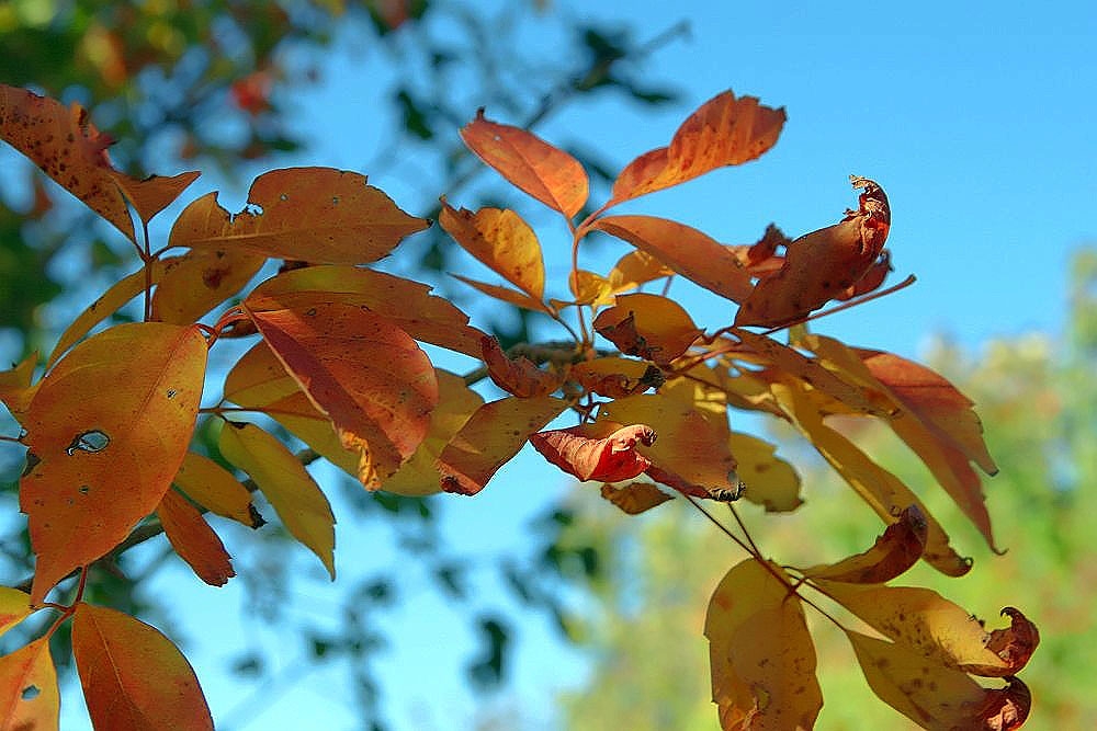 Fall color