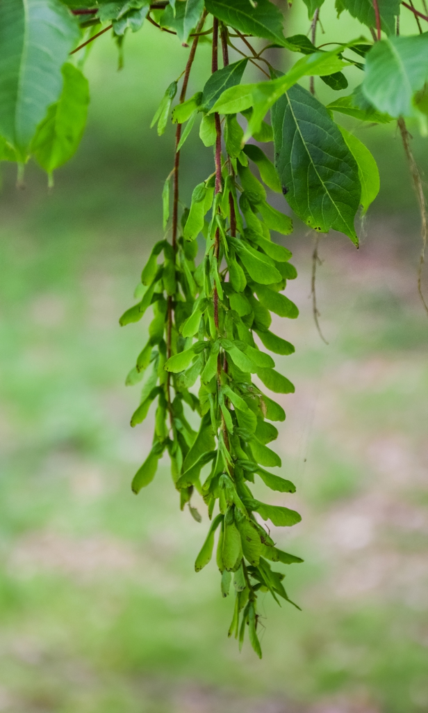 Spikes of pendulous green winged immature samaras