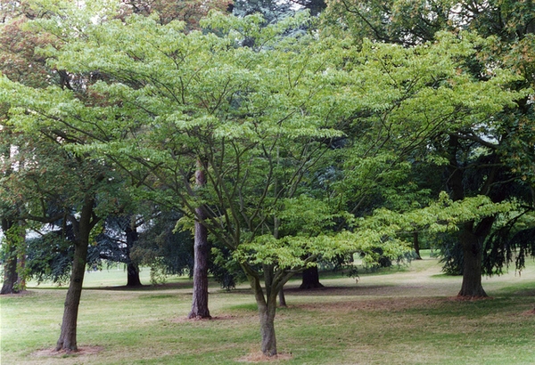 Mushroom-like wide spreading habit of young trees in a park.