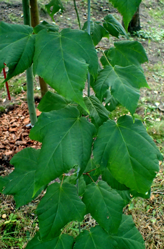 Leaves