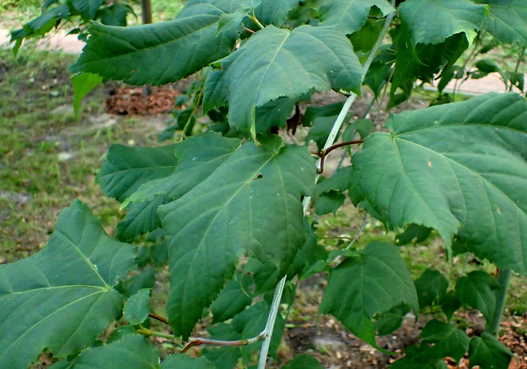 Leaves
