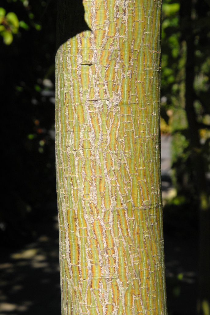 Acer davidii