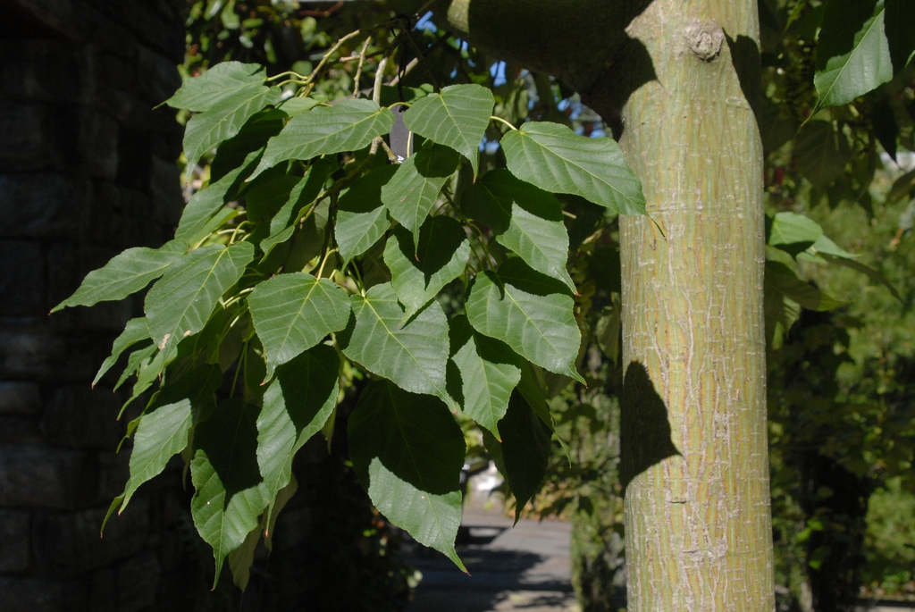 Acer davidii
