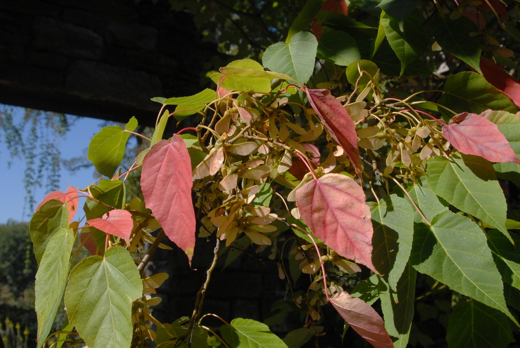 Acer davidii
