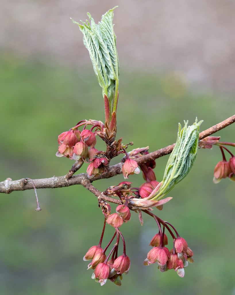 New growth and flowers