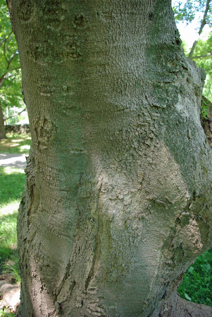 Bark