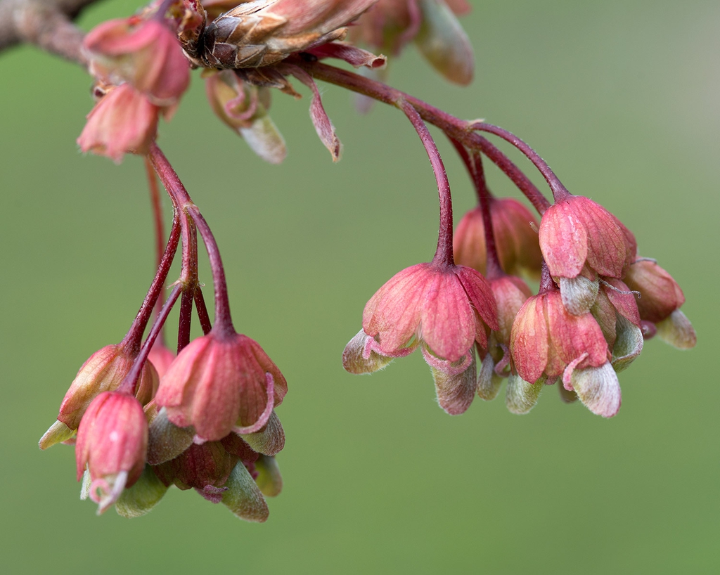 Flowers with salmon sepals & emerging twin salmon stigmas