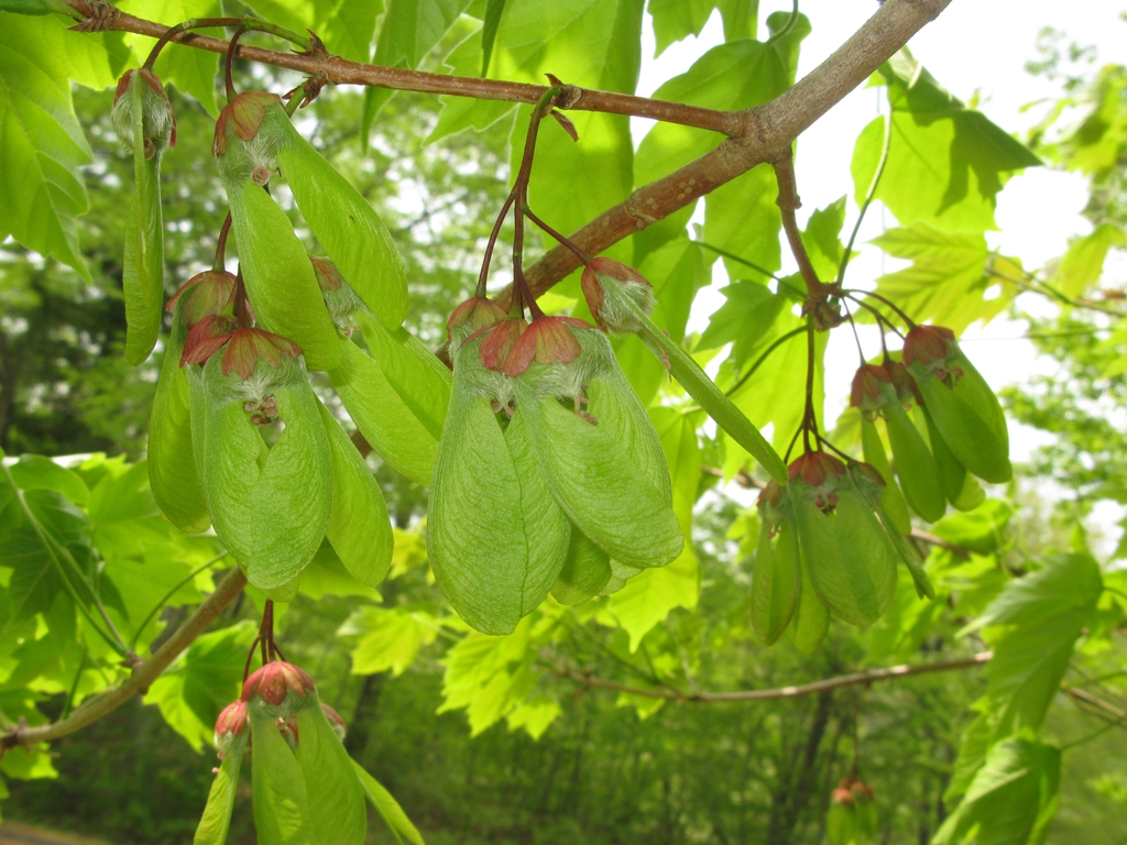 Green winged fruits with 'horns' at the mid-fruiting structures