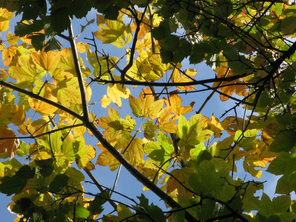 Fall color