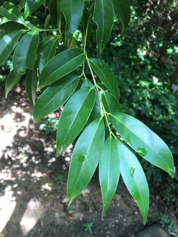 Branch with dark green glossy simple opposite lanceolate leaves.
