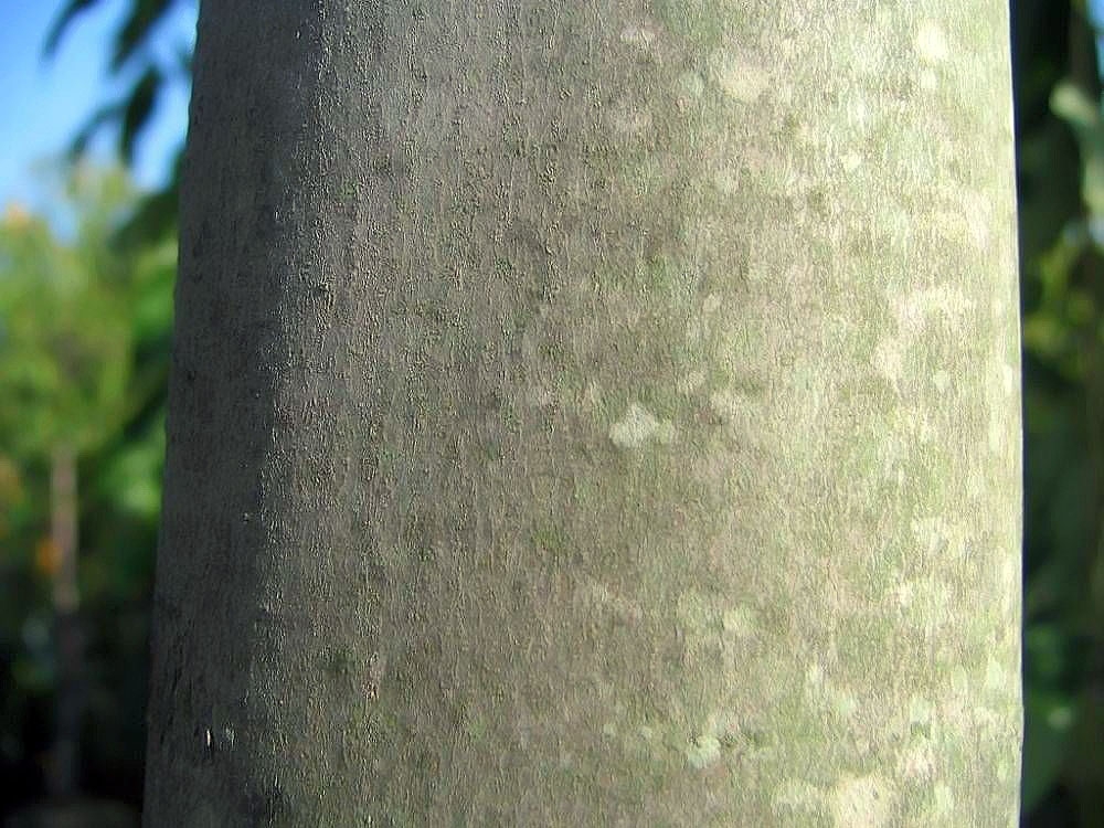 Bark