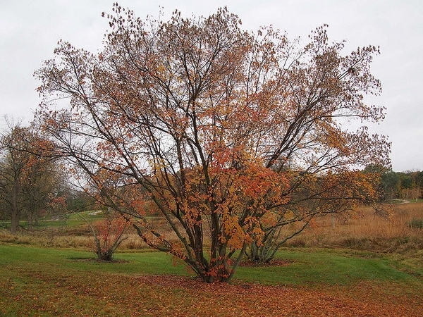 Deciduous tree with branches close to the ground.