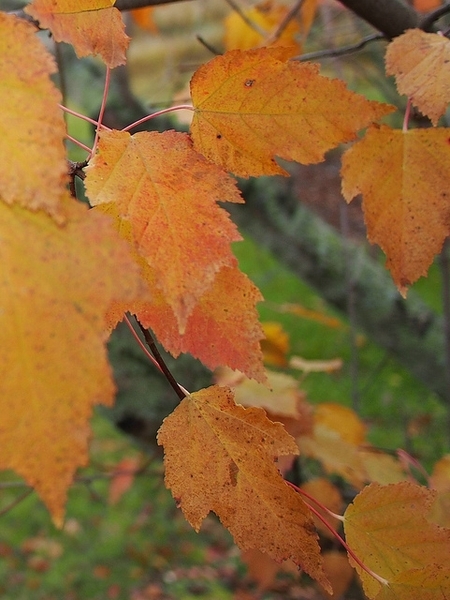 Leaves that are golden yellow.