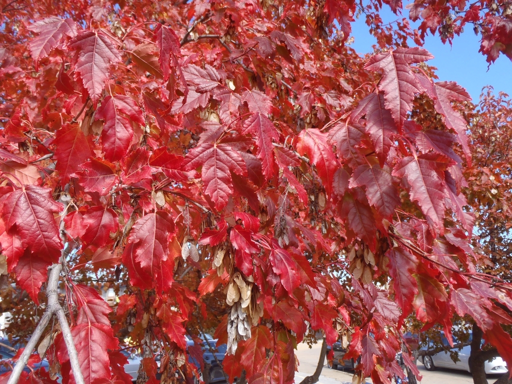 Leaves with red fall color.