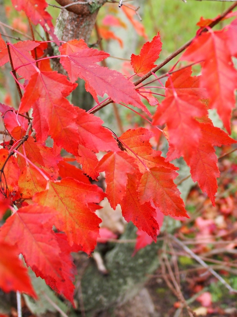 Leaves with orange autumnal color