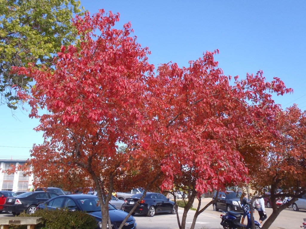 Small tree with red fall color