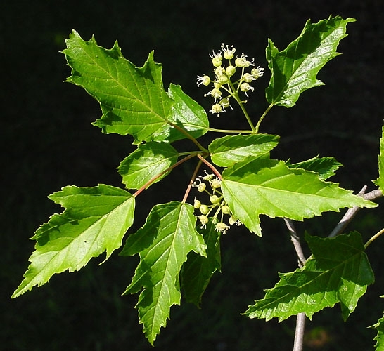 Leafy shoot with cluster of small white flowers.
