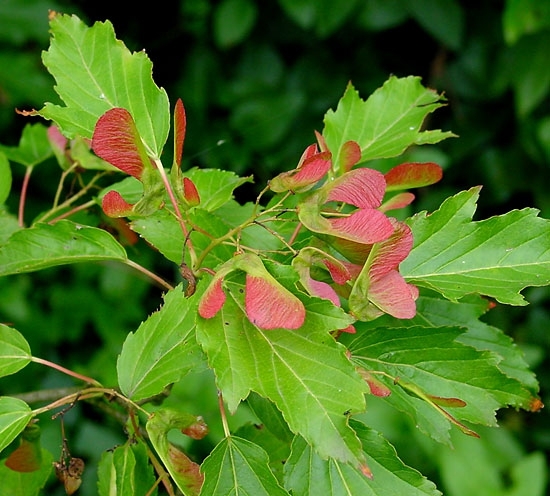 Leafy shoot with young winged fruits