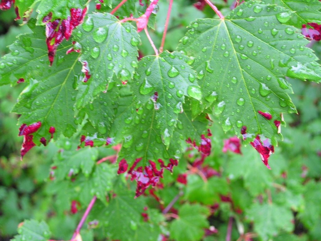 Var. douglasii  leaf