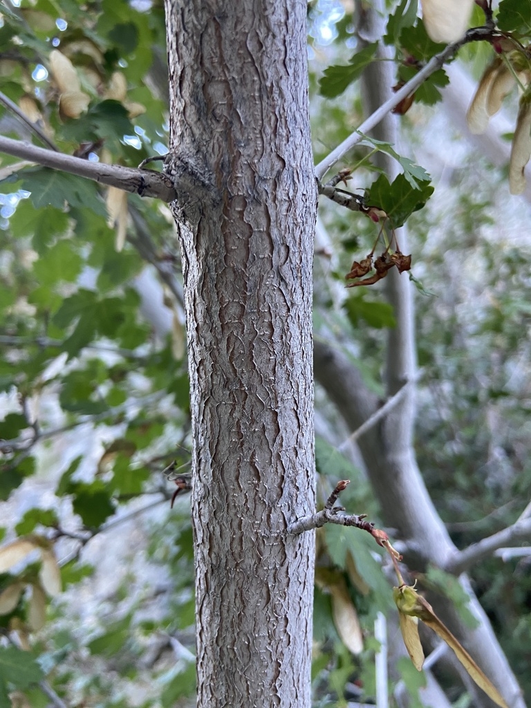 Fissured bark