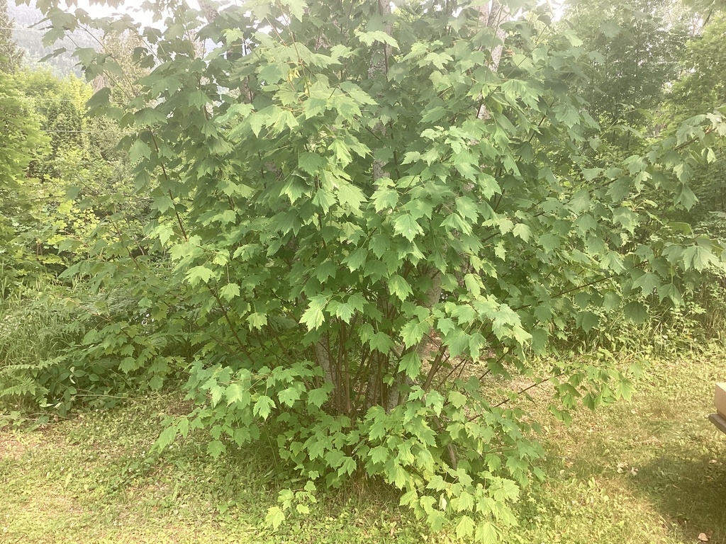 Multi-trunked shrubby habit