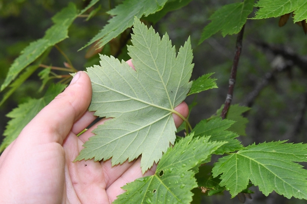 Light green leaf underside - ridged veins radiating from petiole