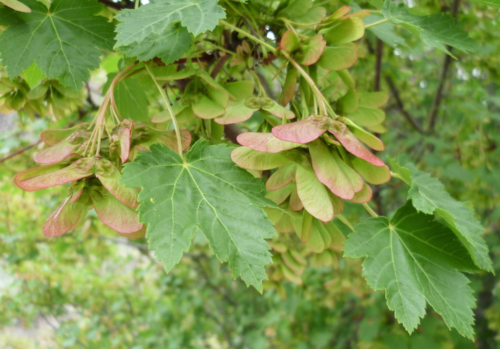 Drooping clusters of green & light pink samaras