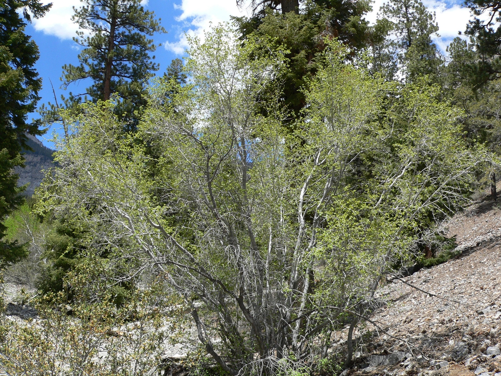 var diffusum form