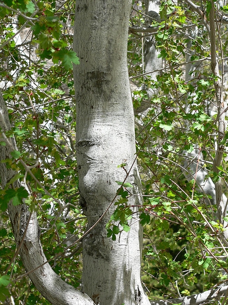 Smooth light grey bark