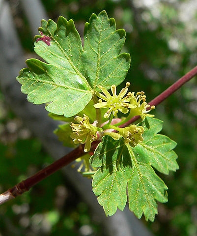 Light yellow male flower cymes on a red stalk