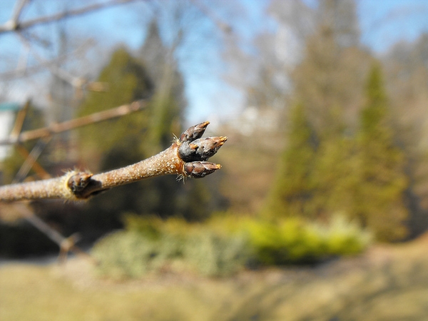 A trident of conical dark brown leaf buds on a stem tip.