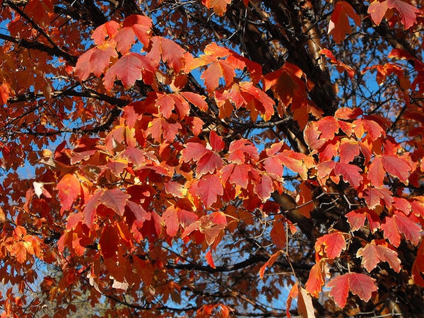 Red and orange fall leaves on branches