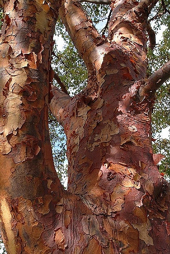 Peeling, exfoliating bark.