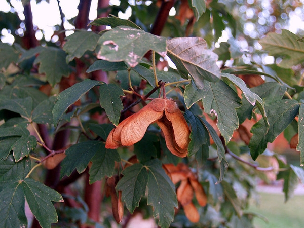 brownish orange single samaras on short stalks,