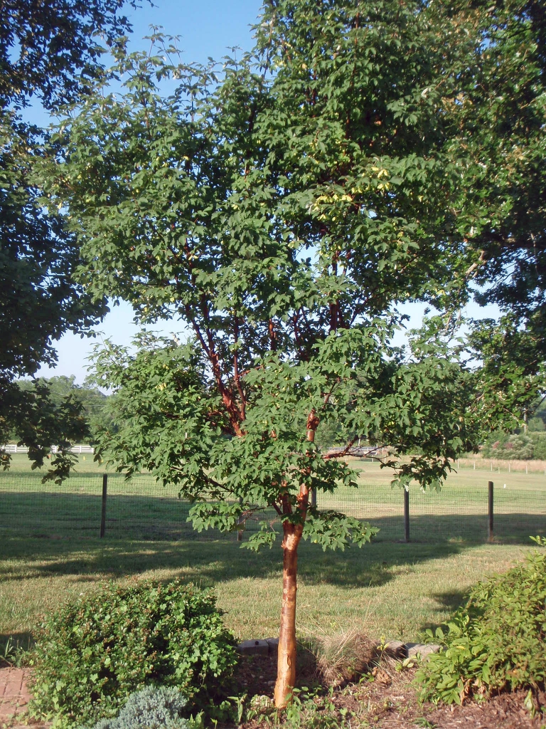 Upright oval habit of a young tree showing a reddish trunk