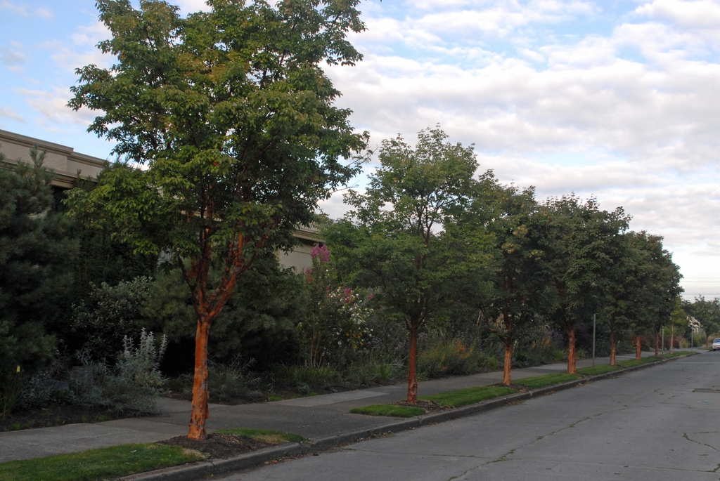 A row of trees with red trunk planted along on a Portland street